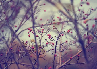Naked branches with orange berries against the sky