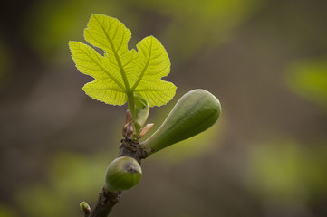 Tiny green leaf of fig