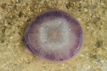 Naklejka na ściany i meble Close up jellyfish