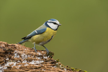 Eurasian blue tit, Cyanistes caeruleus