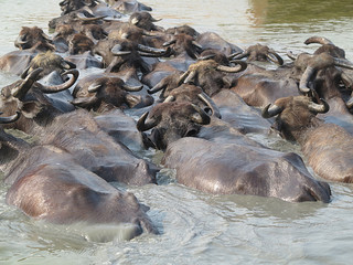 buffle buffalo rivière eau