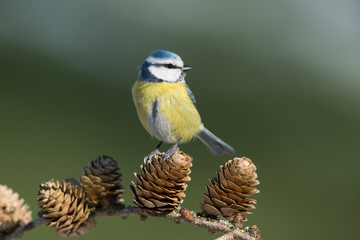 Eurasian blue tit, Cyanistes caeruleus