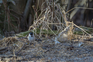 marsh tit on the ground