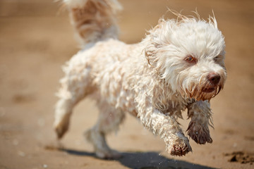 White havanese dog running on the beach