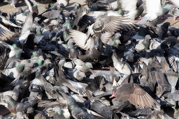 Pigeon's flock in city