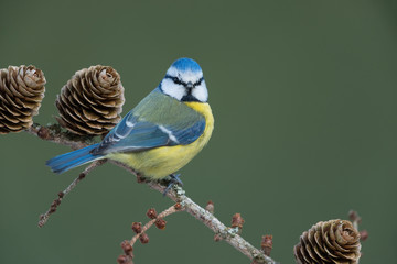 Eurasian blue tit, Cyanistes caeruleus