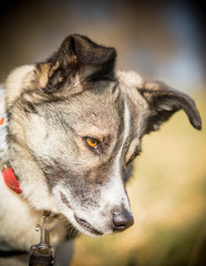 Collie cross Husky