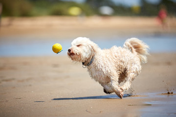 White havanese dog running on the beach with ball