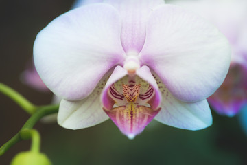 White and pink orchid closeup on green background