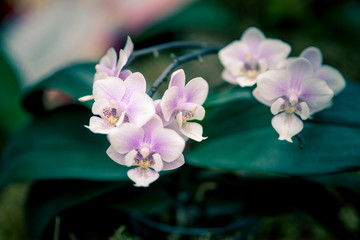 Naklejka na ściany i meble pink dendrobium orchids on a green background