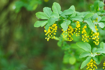 yellow flowers