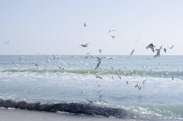 Gulls in flight over sea in sunny winter day, Black sea
