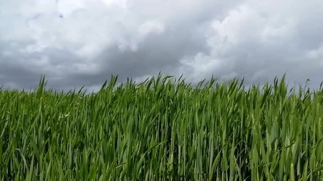 Campo de milho em crescimento