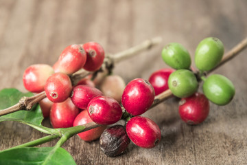 Coffee beans with real coffee fruits and leaves on wooden table