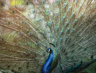 Peacock is beautiful bird wing of colorful art nature feather light pattern on background