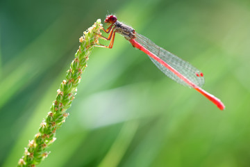 Une petite libellule sur une plante 