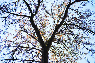 Tree under the sun and blue sky
