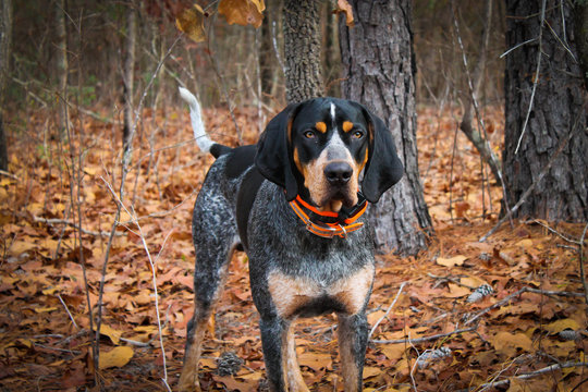 Bluetick Coonhound in woods