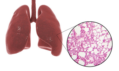 Human lungs anatomy and histology
