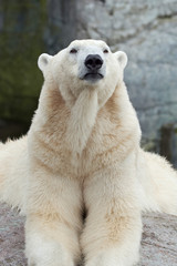 Fototapeta na wymiar Polar Bear (Ursus maritimus)