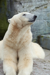 Polar Bear (Ursus maritimus)