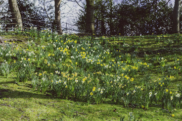 field with yellow and white daffodils