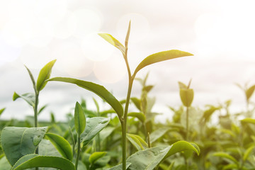 Green tea bud and fresh leaves in tea plantations, field