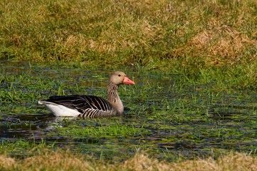 Toulouse goose