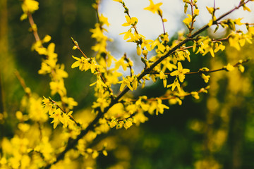 tree branches with small yellow flowers