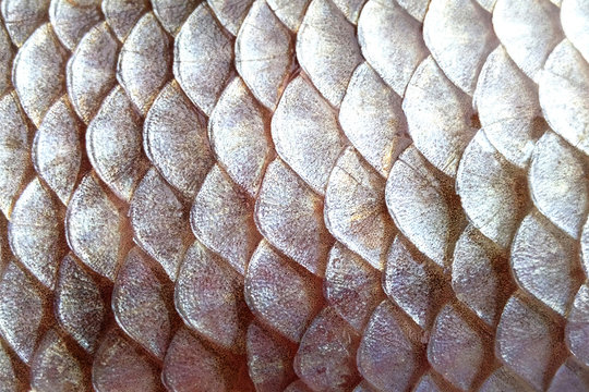 Scales fish fish close-up