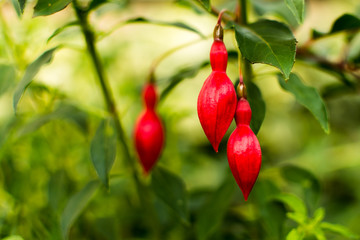 Red Fuchsia