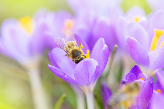 Bee picking pollen from crocus flower. Early spring close-up flowers and working honeybee. 