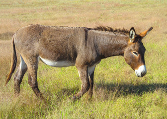 Naklejka na ściany i meble Walking donkey in position side view. Cute animal standing on a farming pasture with dry grass background.