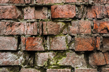 Grunge background Old brick wall weathered and falling apart. The cement interlayers between the bricks were covered with green moss. Impact of moisture on brick buildings