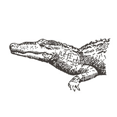 Hand drawn alligator or crocodile. Sketch, vector illustration.