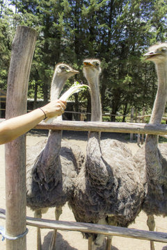 A good shot of an ostrich feeding on a farm