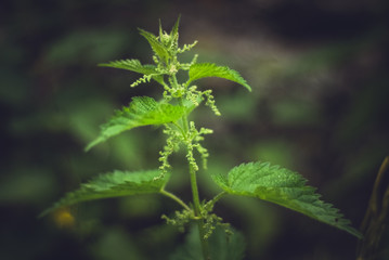 spring nettle