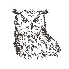 Naklejka premium Hand drawn owl. Sketch, vector illustration.
