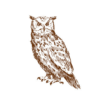 Hand Drawn Owl. Sketch, Vector Illustration.