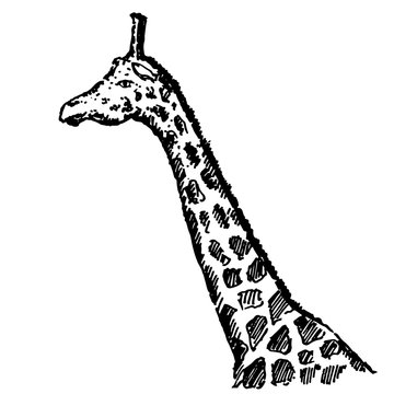 Hand drawn giraffe. Sketch, vector illustration.