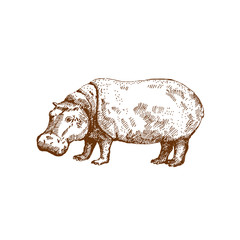 Hand drawn hippo ( hippopotamus, behemoth ). Sketch, vector illustration.