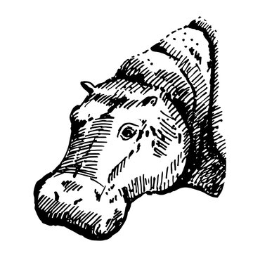 recommend clip art: Hand drawn hippo ( hippopotamus, behemoth ). Sketch, vector illustration.