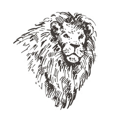 Hand drawn lion portrait Sketch, vector illustration.