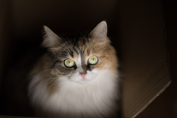 beautiful three color European cat in a delivery box