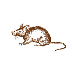 Hand drawn rat or mouse. Sketch, vector illustration.