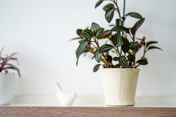 wedding decorations theme, flowers in white interior