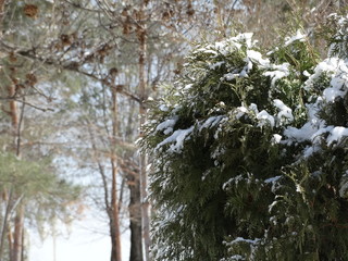 The snow on the branches of cypress