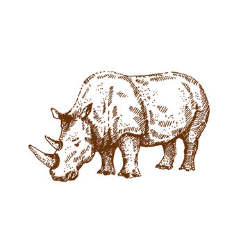 Hand drawn rhino. Sketch, vector illustration.