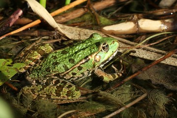 Teichfrosch