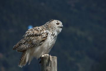 Uhu